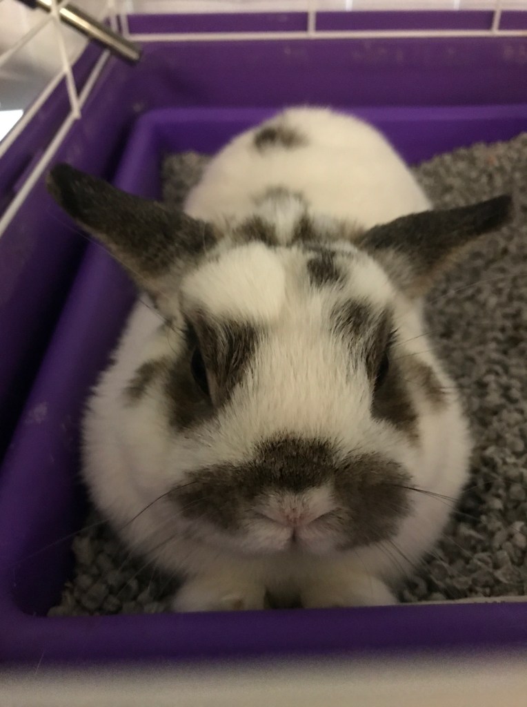 A white and brown-spotted bunny in a purple cage.