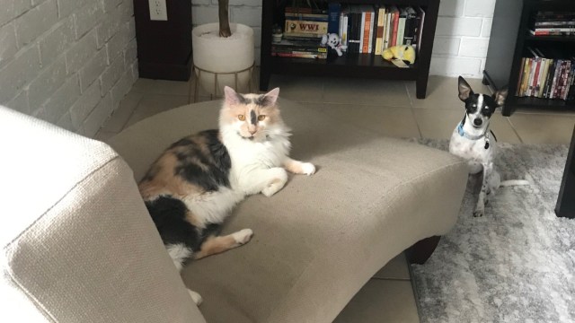 Orange, gray, and white cat lounging on a chaise, while a small rat terrier sits nearby.