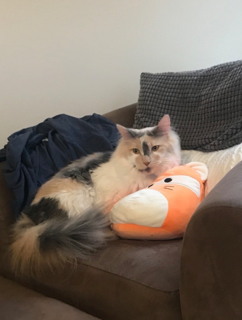 Orange, white, and gray cat lounging on a brown chair and leaning on a fox stuffed animal.