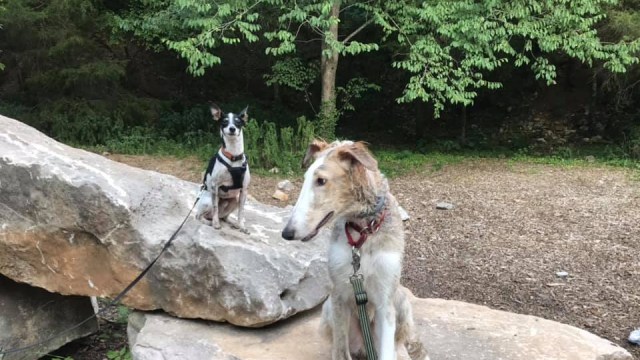 A small rat terrier sits on a rock beside a larger borzoi on another rock. Both are slightly damp and glowing in the sun.