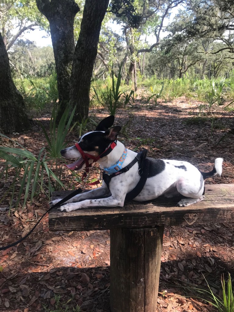 A small black and white rat terrier lying on a bench with his mouth open in a pant.