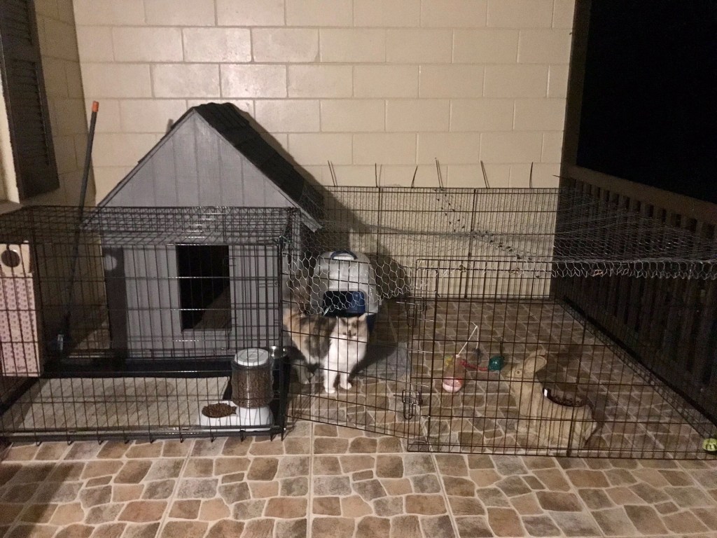 An orange, white, and gray cat in an outdoor enclosure.
