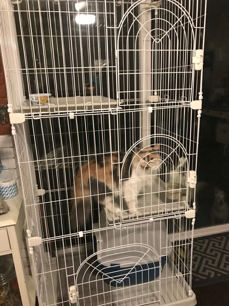 An orange, white, and gray cat in an indoor cat condo enclosure.